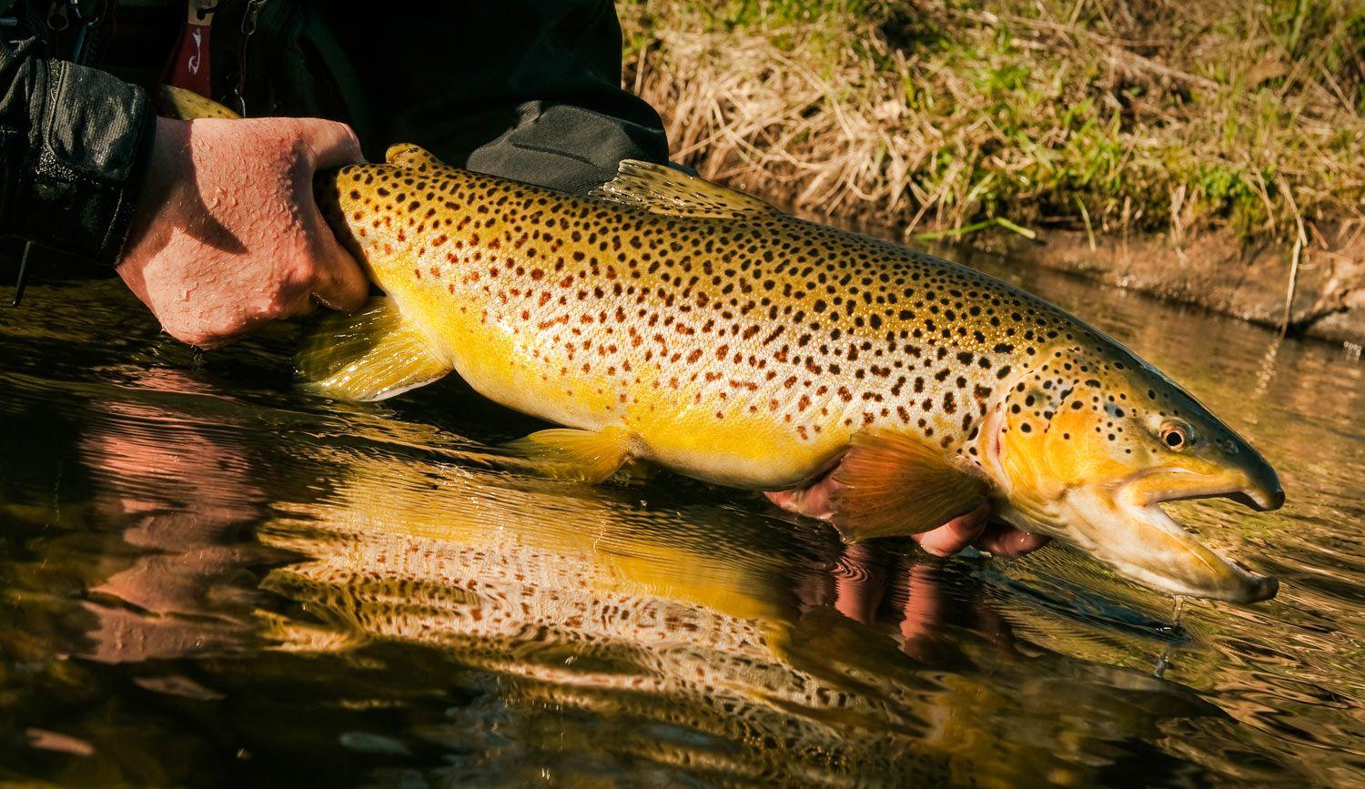 1500x867 Trophy Trout Wallpaper. Brown Trout Wallpaper, Rainbow Trout Wallpaper and Mike Trout Wallpaper Los Angeles