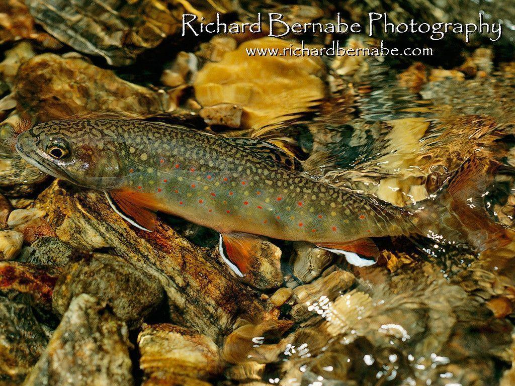 1024x768 Trout Wallpaper
