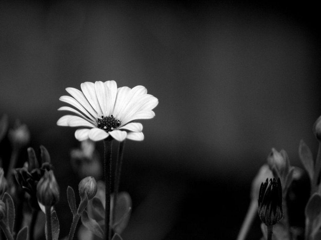 1024x768 Black and white flowers wallpaper HD