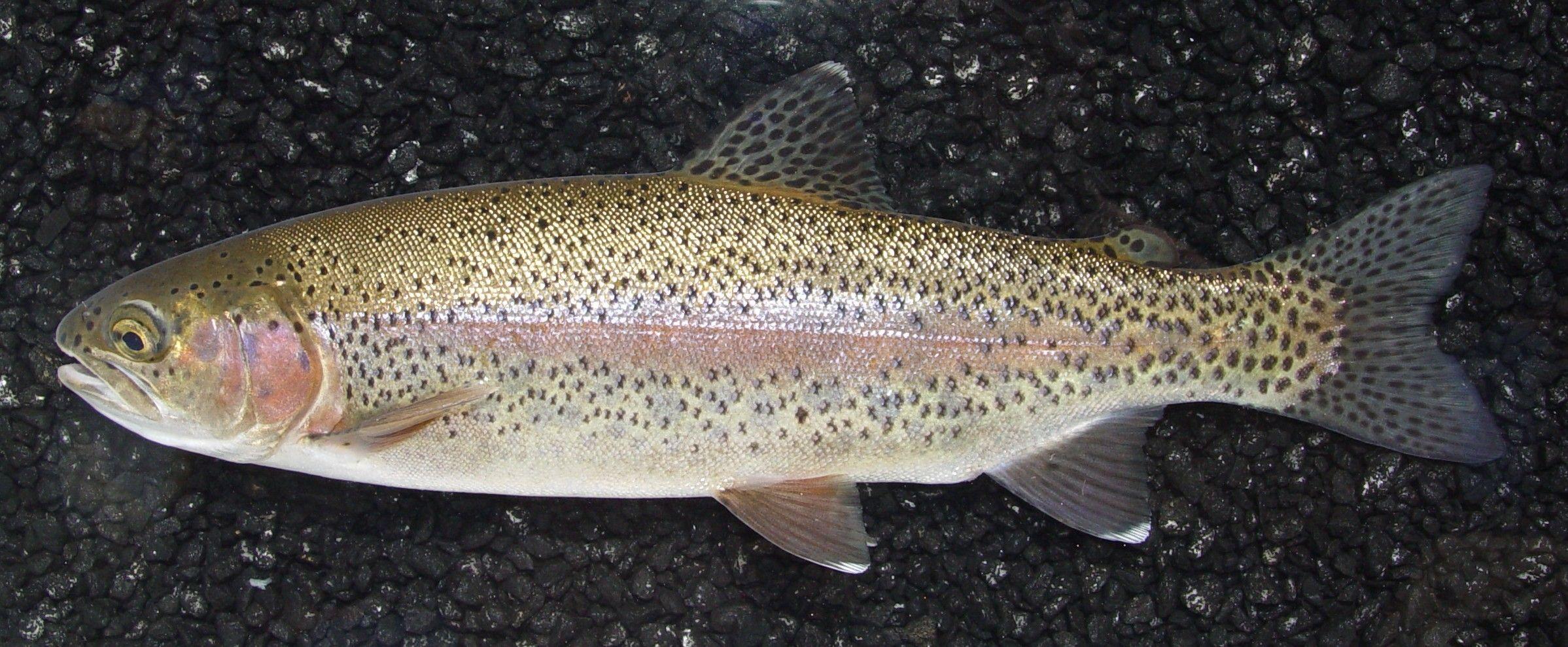 2397x989 Trout wallpaper, Animal, HQ Trout pictureK Wallpaper 2019