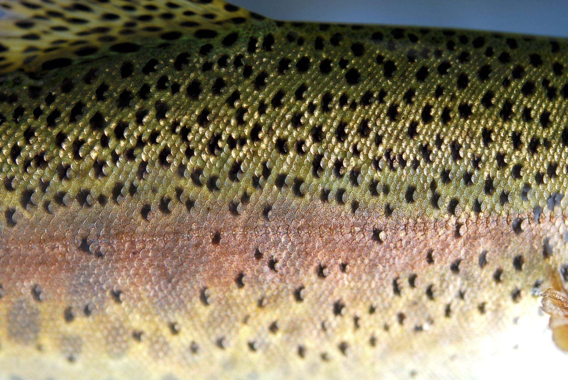 1936x1296 Free download Rainbow Trout Reference Photo Its Anglers Artistry Store [1936x1296] for your Desktop, Mobile & Tablet. Explore Rainbow Trout Wallpaper. Trout Fishing Wallpaper, Trout Wallpaper Borders, Trout Picture Wallpaper
