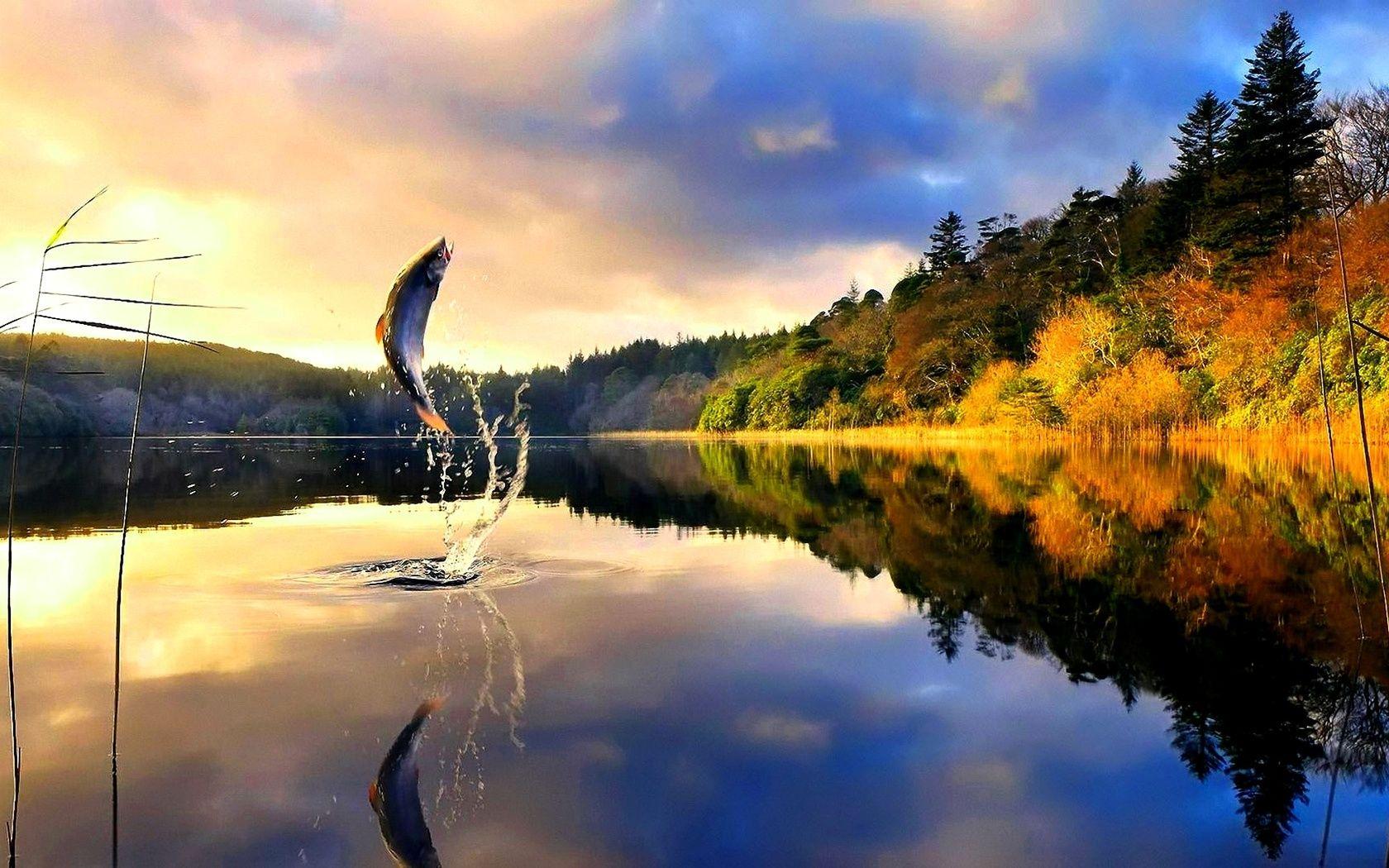 1680x1050 Trout Background for Computer. Computer Wallpaper, Beautiful Computer Wallpaper and Cute Computer Wallpaper
