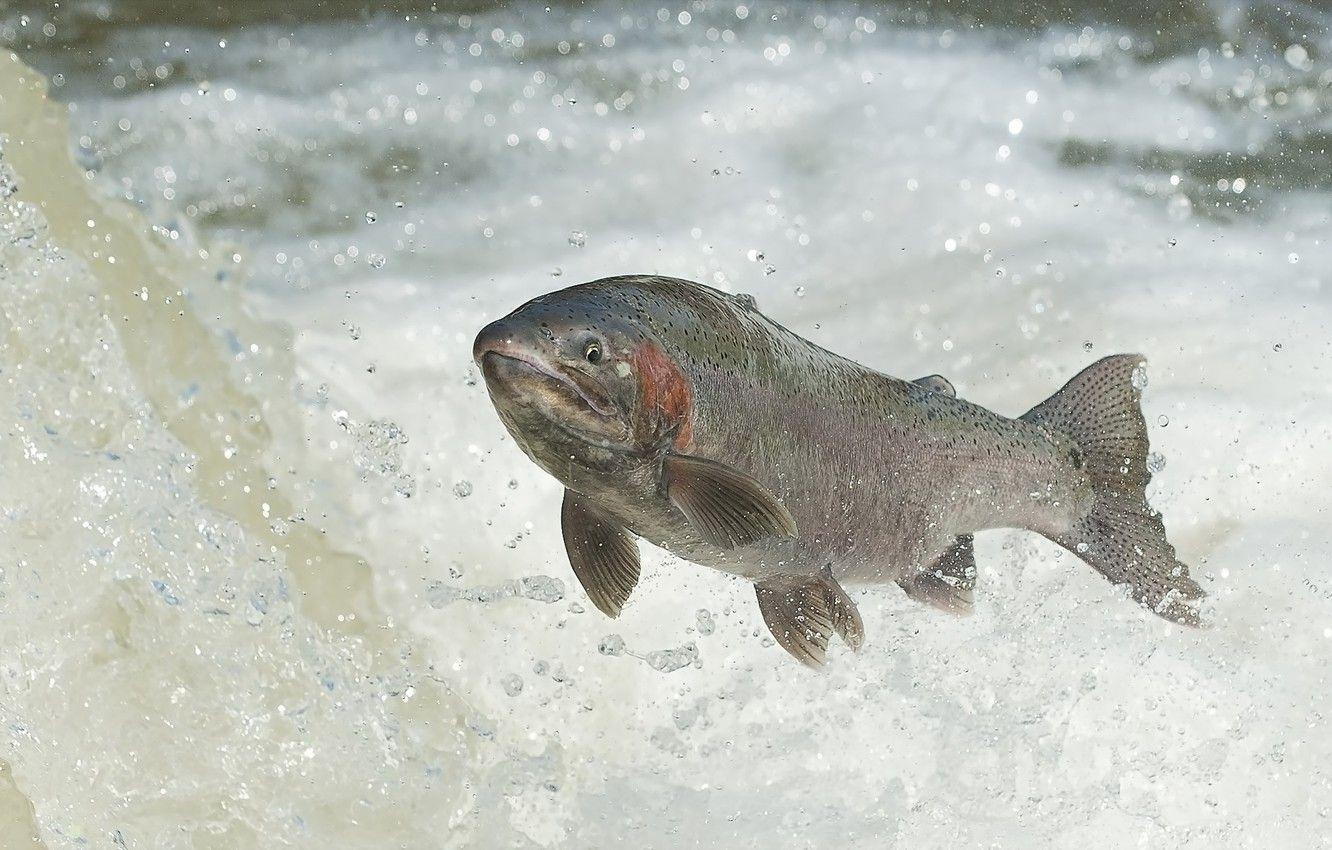 1332x850 Wallpaper water, fish, RAINBOW TROUT image for desktop, section животные