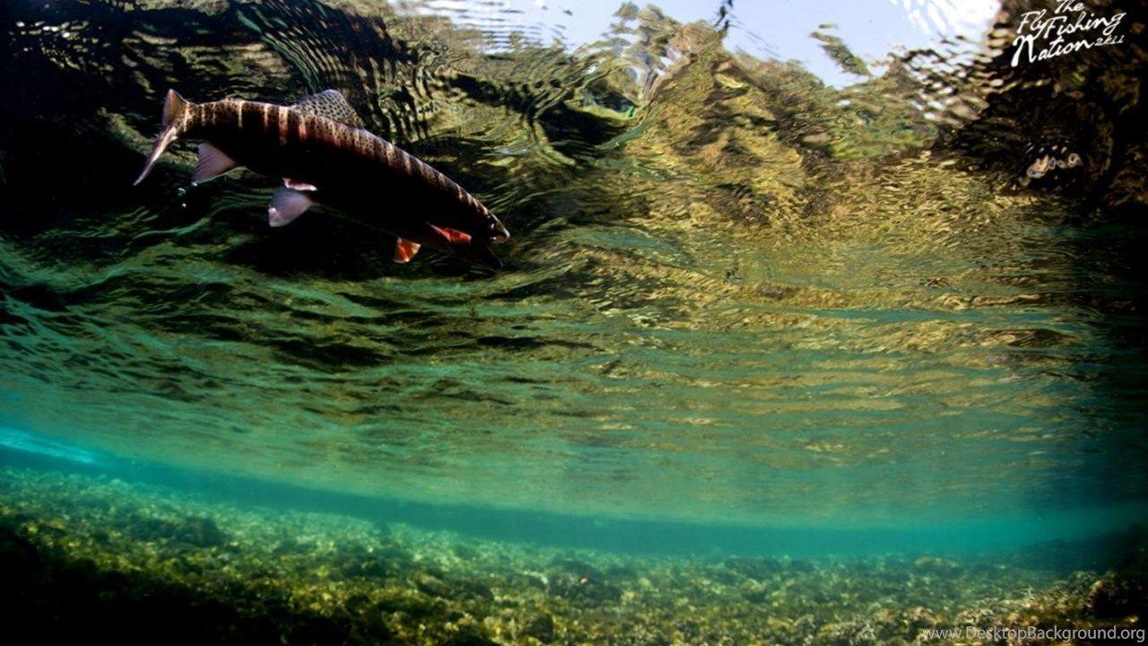 1280x720 Rainbow Trout Fishing Wallpaper Desktop Background