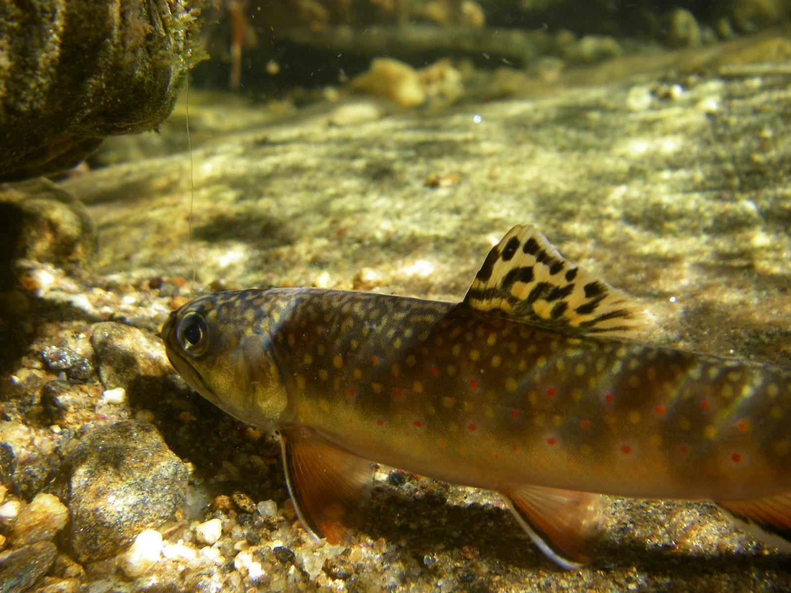 1600x1200 Brook Trout Wallpaper. Brown Trout Wallpaper, Rainbow Trout Wallpaper and Mike Trout Wallpaper Los Angeles