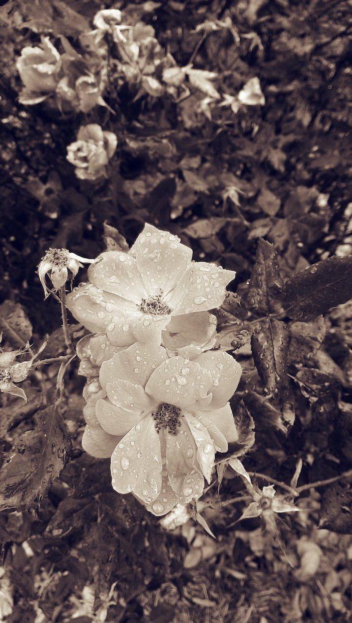 700x1238 for Floral Background To Decorate Your Screen With