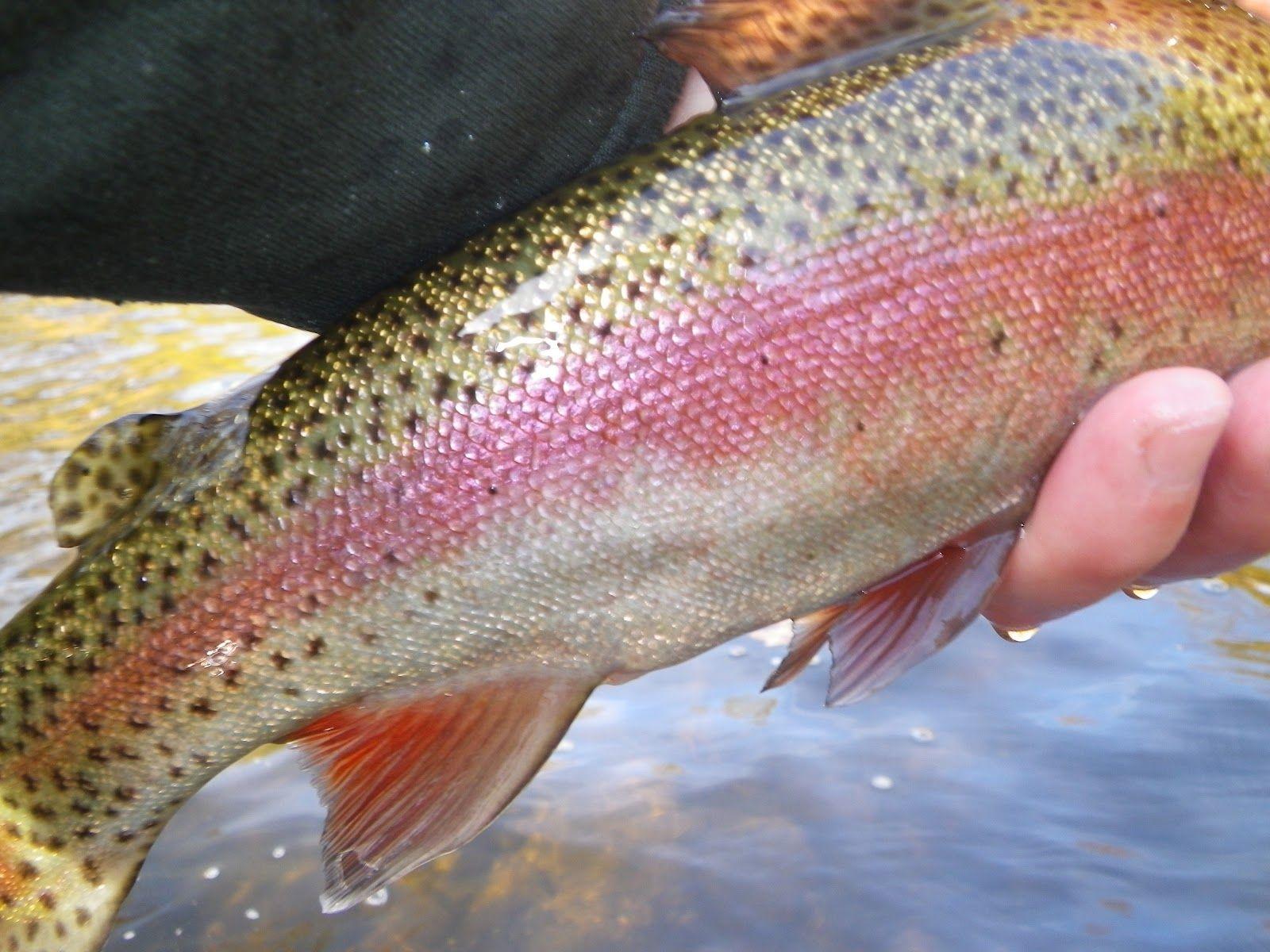 1600x1200 Free download Wallpaper Rainbow Trout Recipes 600 X 460 82 Kb Jpeg HD Wallpaper [1600x1200] for your Desktop, Mobile & Tablet. Explore Rainbow Trout Wallpaper. Trout Fishing Wallpaper, Trout Wallpaper Borders, Trout Picture Wallpaper