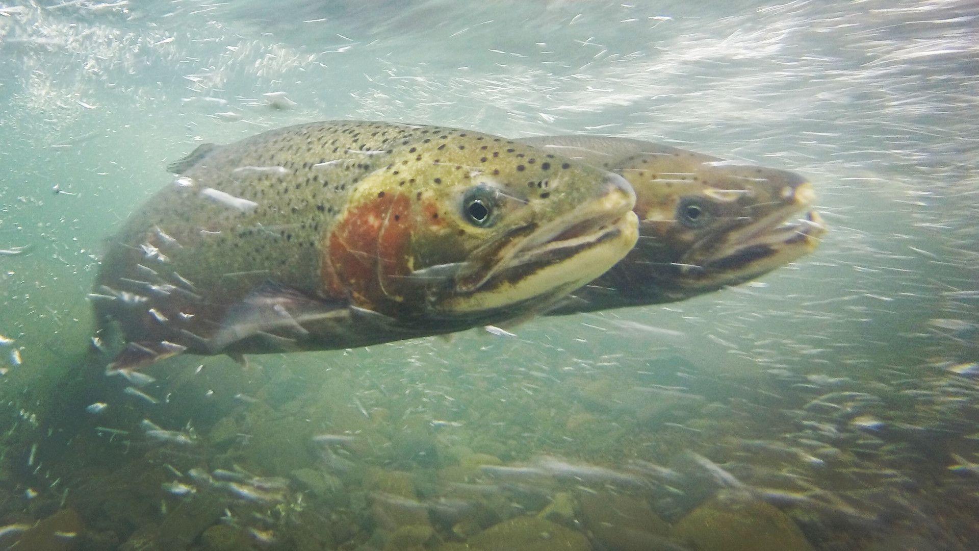 1920x1080 How Saving Southern California's Steelhead Trout Could Also Help the State's Watersheds • The Revelator
