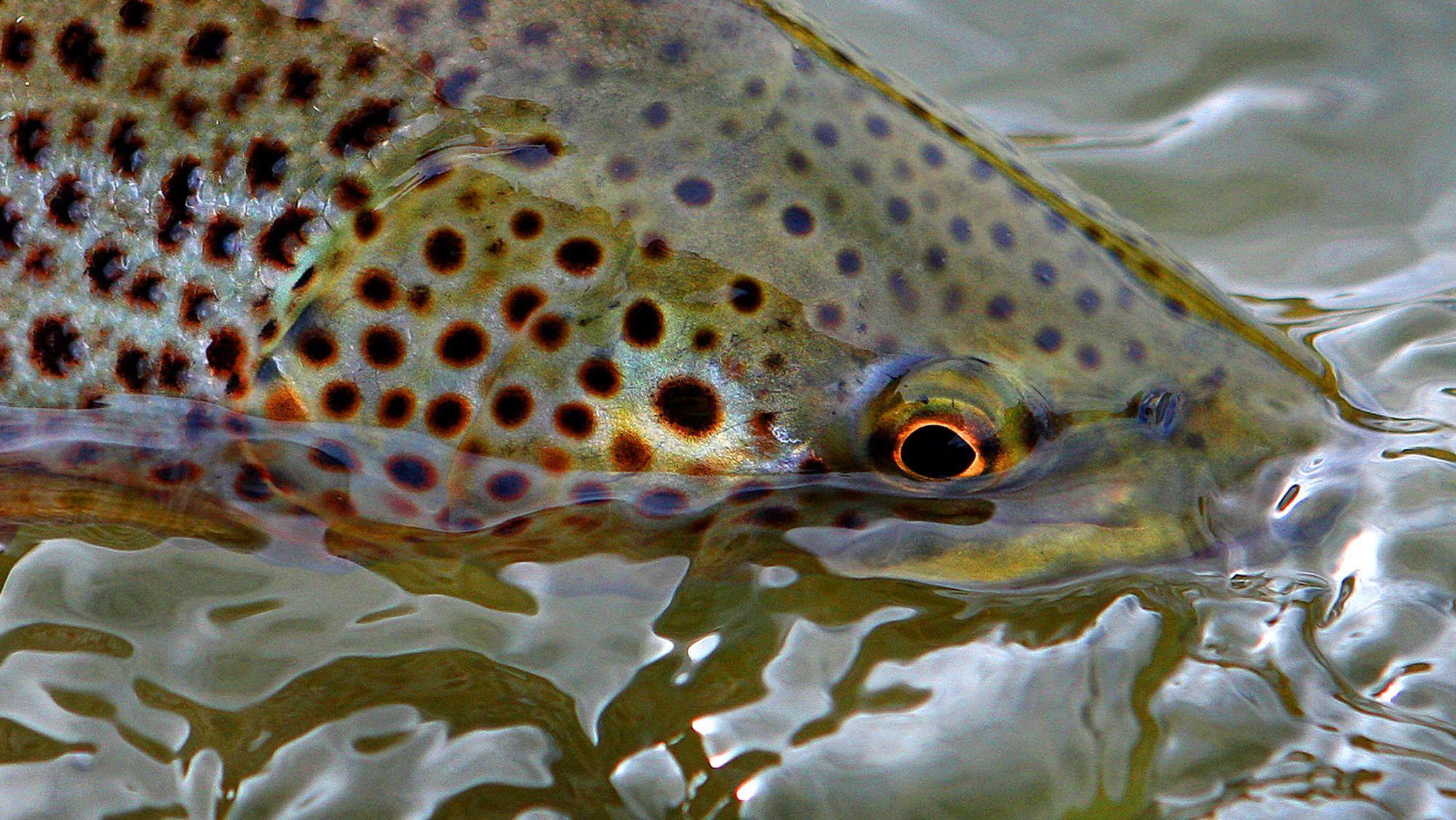 2000x1126 Trout Screensaver