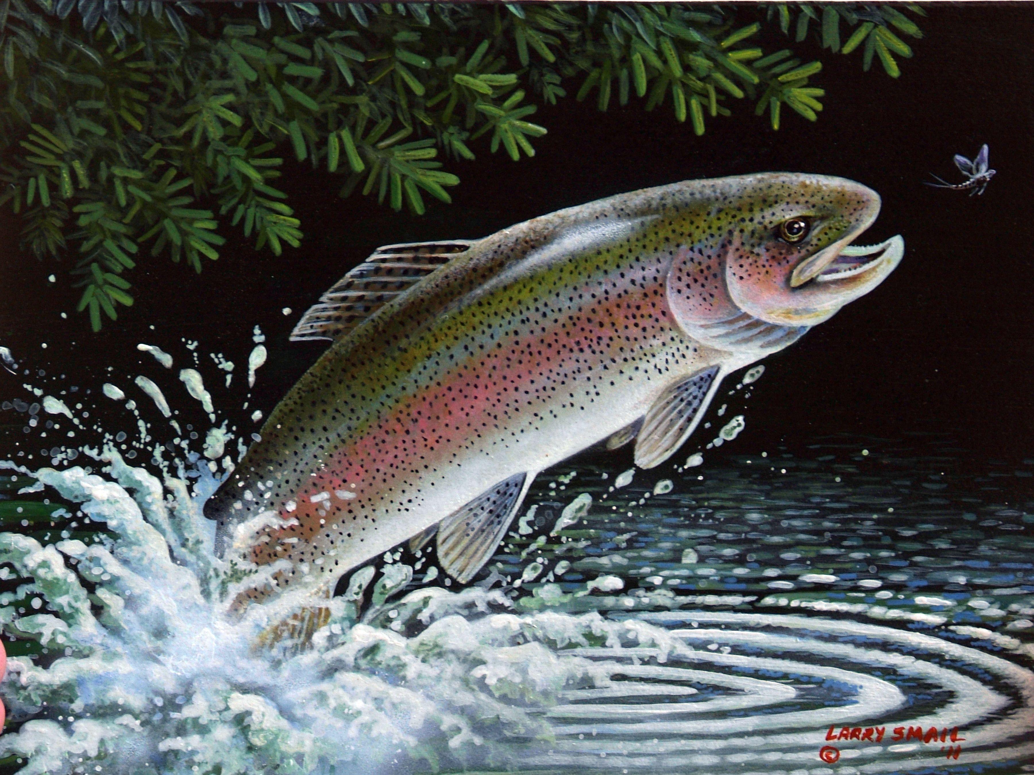 3600x2700 Rainbow Trout paintings