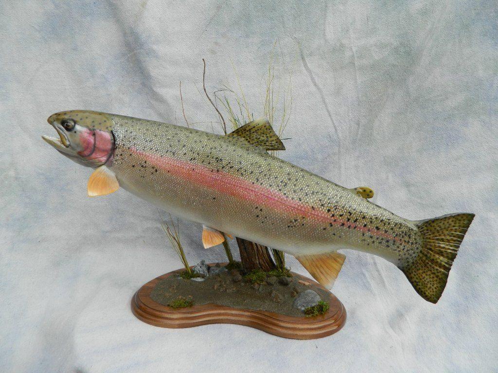 1024x768 Free Download Nice Rainbow Trout Image