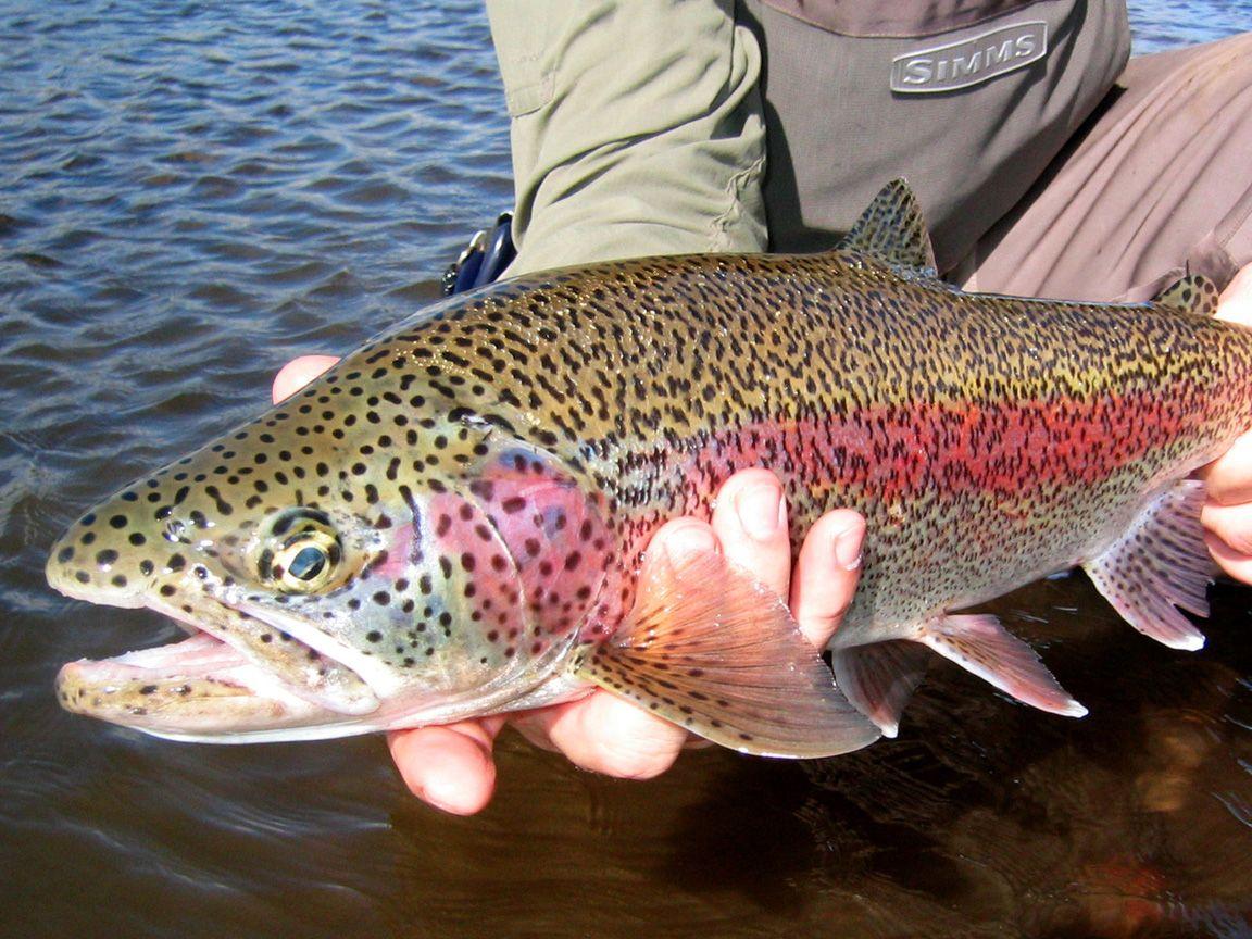 1152x864 Free download Rainbow Trout Pattern Wallpaper Alaska trout fly fishing [1152x864] for your Desktop, Mobile & Tablet. Explore Rainbow Trout Wallpaper. Trout Fishing Wallpaper, Trout Wallpaper Borders, Trout Picture Wallpaper