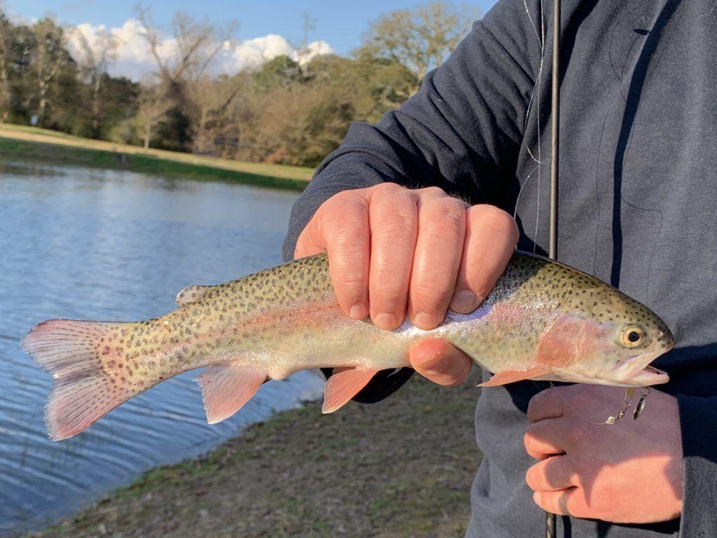 1024x768 Over 000 pounds of Rainbow Trout stocked in public ponds throughout Louisiana