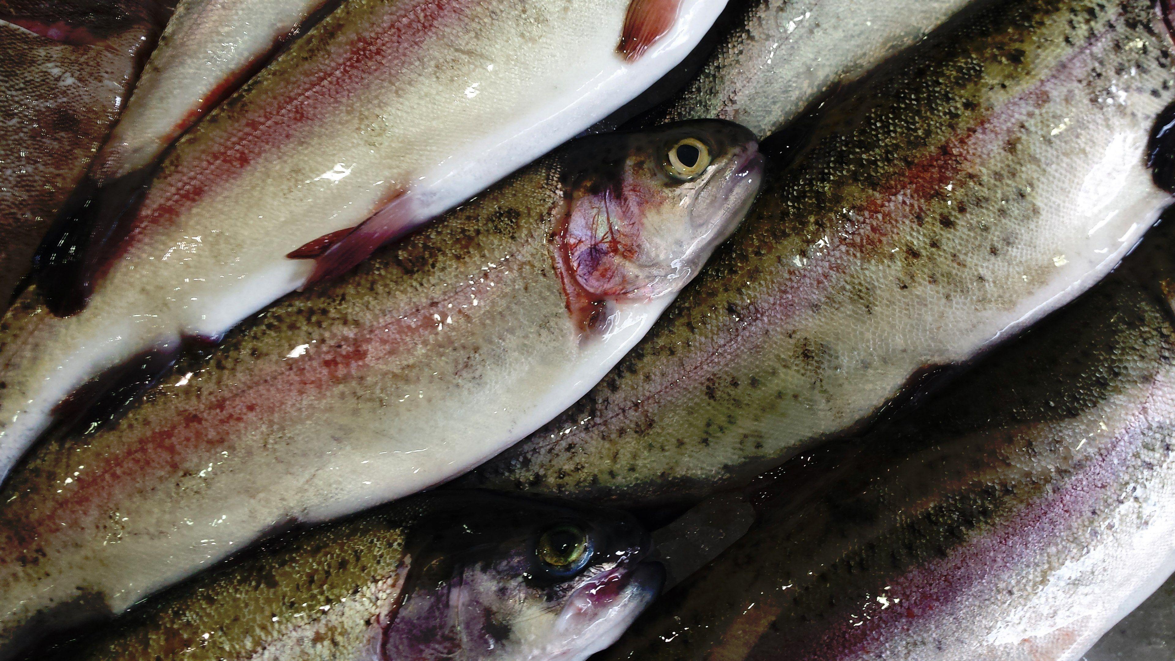 3840x2160 Wallpaper / fishmonger rainbow trout fishing and freshwater fish HD 4k wallpaper