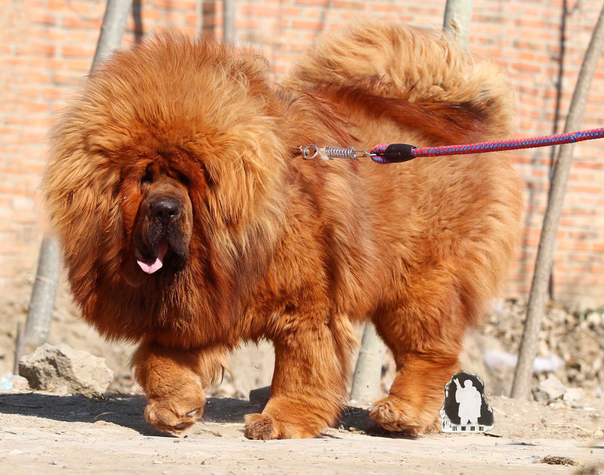 2000x1573 Tibetan mastiffs. Tibetan Mastiff HD Wallpaper. Tibetan Mastiffs