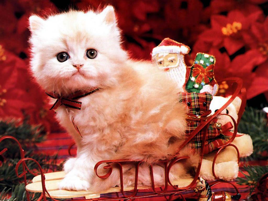 1024x768 Free download Christmas Kitten HD wallpaper Gallery [1024x768] for your Desktop, Mobile & Tablet. Explore Picture Of Christmas Wallpaper. Picture Of Christmas Background, Picture Of Christmas Wallpaper, Picture Of Christmas Wallpaper