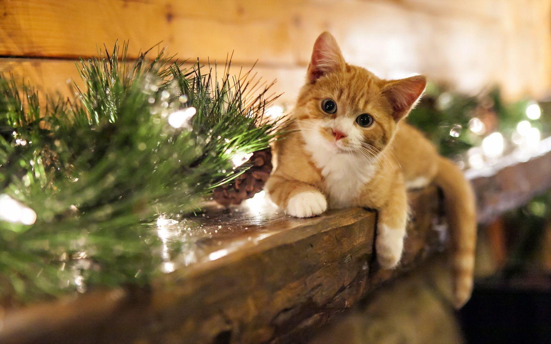 1920x1200 Christmas Kitten Wallpaper