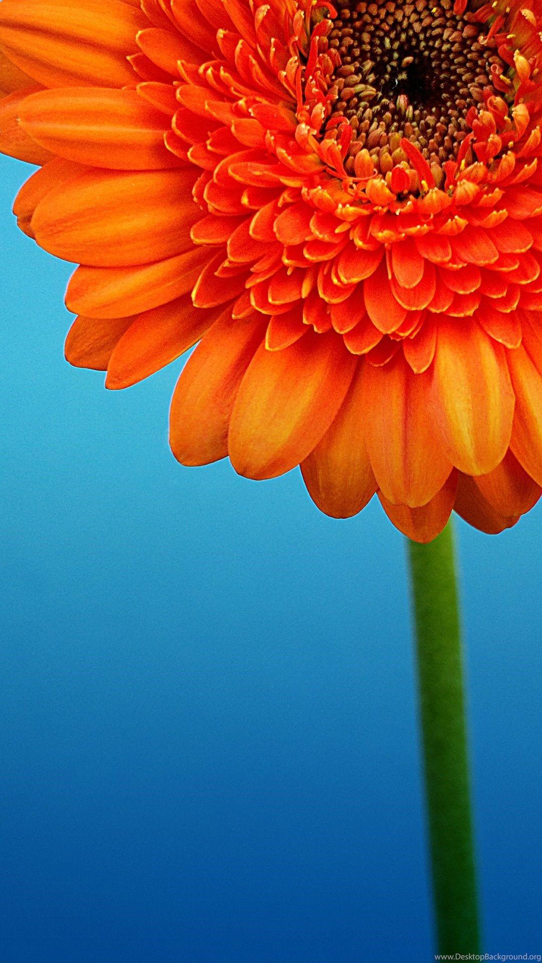 1080x1920 Full HD Nokia Lumia 1520 Wallpaper Desktop Background