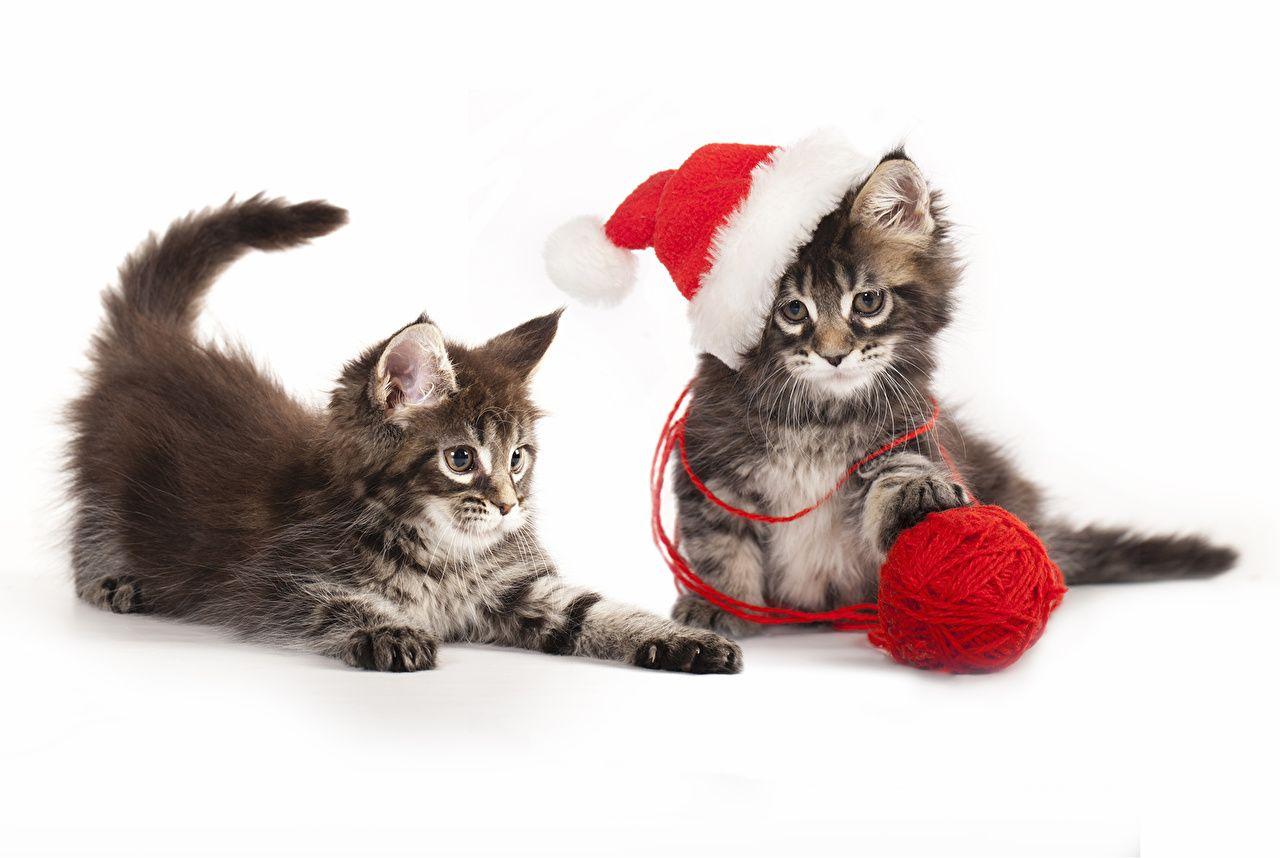 1280x858 Wallpaper Kittens cat Christmas Two Winter hat Animals Holidays