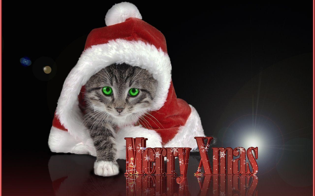 1280x800 Free download Christmas Kitten HD wallpaper Gallery [1280x800] for your Desktop, Mobile & Tablet. Explore Picture Of Christmas Wallpaper. Picture Of Christmas Background, Picture Of Christmas Wallpaper, Picture Of Christmas Wallpaper