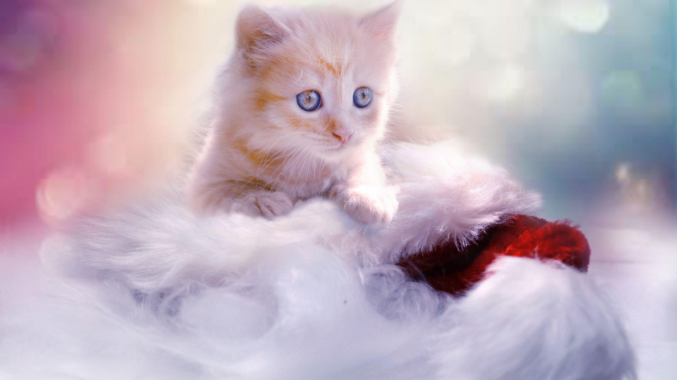 2560x1440 Christmas Kitten 1440P Resolution HD 4k Wallpaper, Image, Background, Photo and Picture