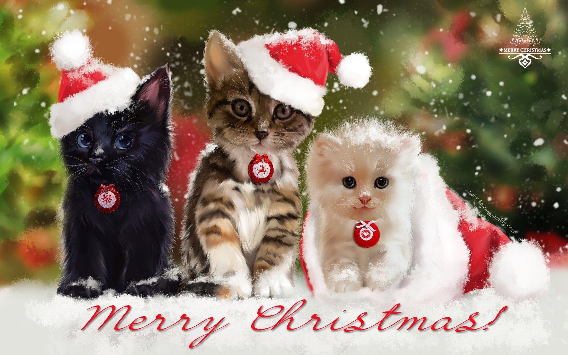 1920x1200 Cute Christmas Cats Photo Wallpaper HD
