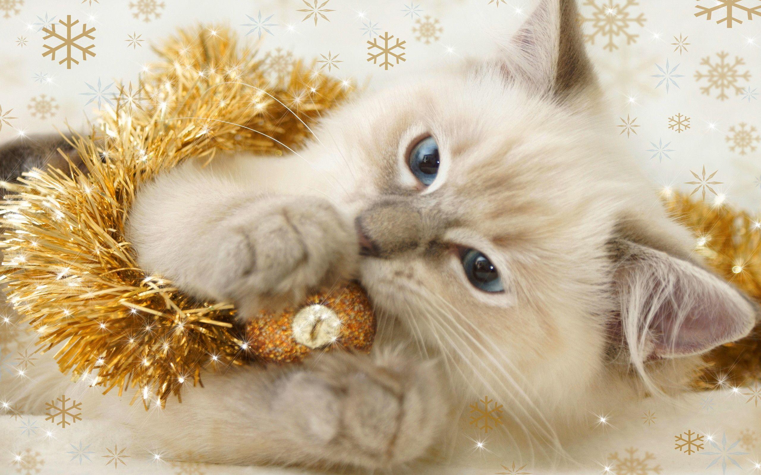 2560x1600 Katzen Image Weihnachten Kitten Kitty Background