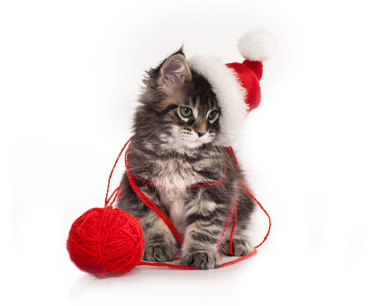 1268x1024 Image Kittens Cats New year Winter hat Animals