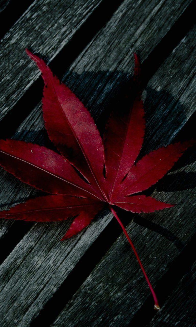 768x1280 HD Wallpaper for Lumia 640 XL. Leaves wallpaper iphone, iPhone wallpaper fall, Fall wallpaper