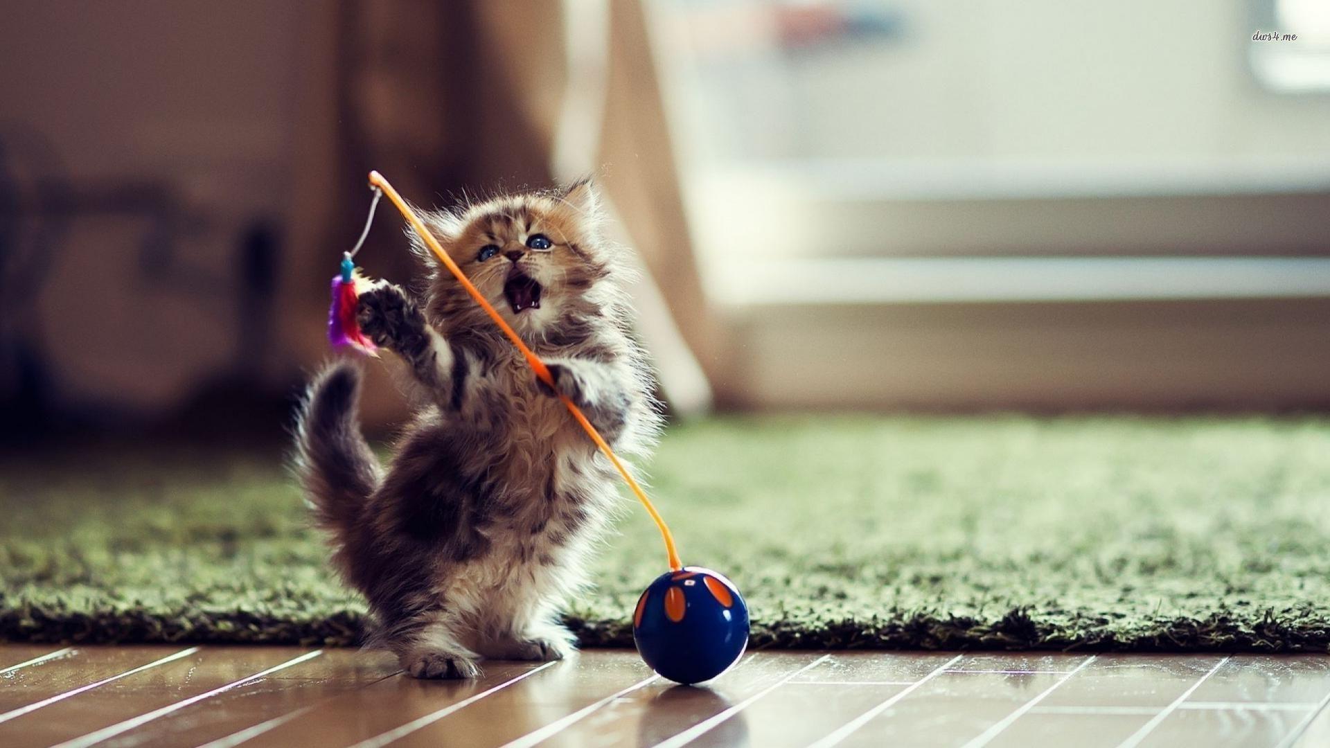 1920x1080 Kitten Background HD Image