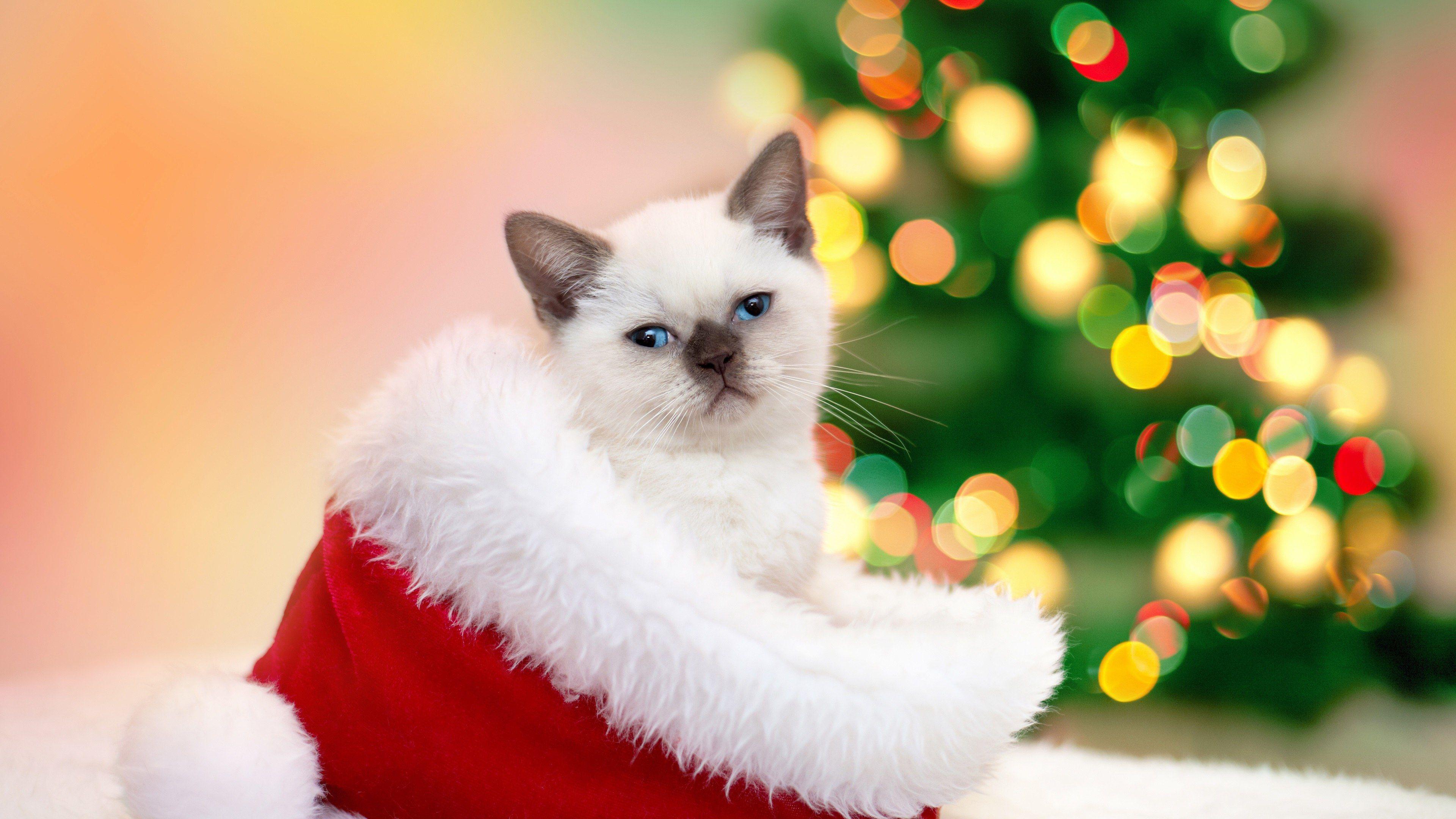 Christmas Kitten HD Wallpapers - Top Free Christmas Kitten HD