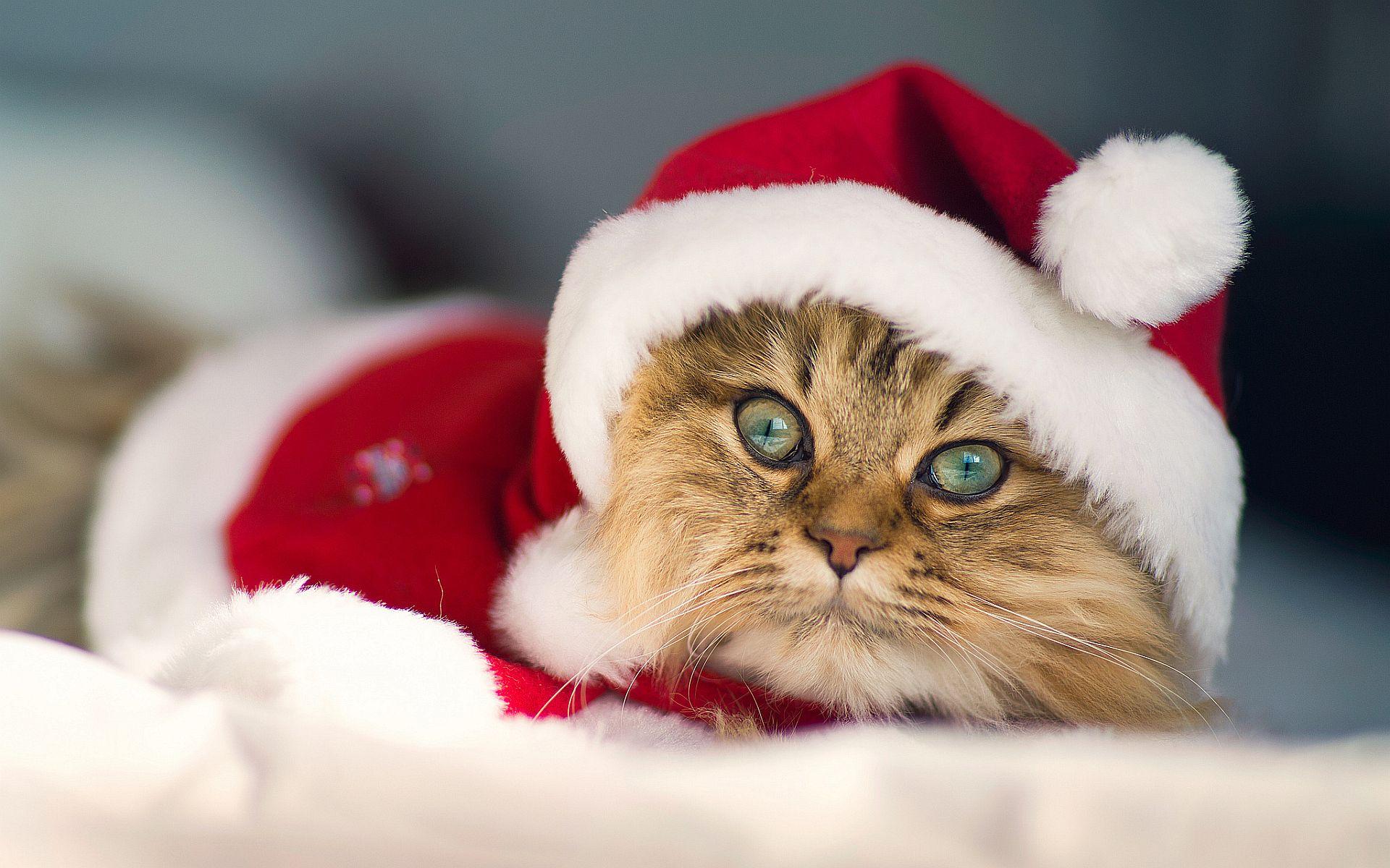 1920x1200 christmas kitty cat picture Desktop Wallpaperk HD