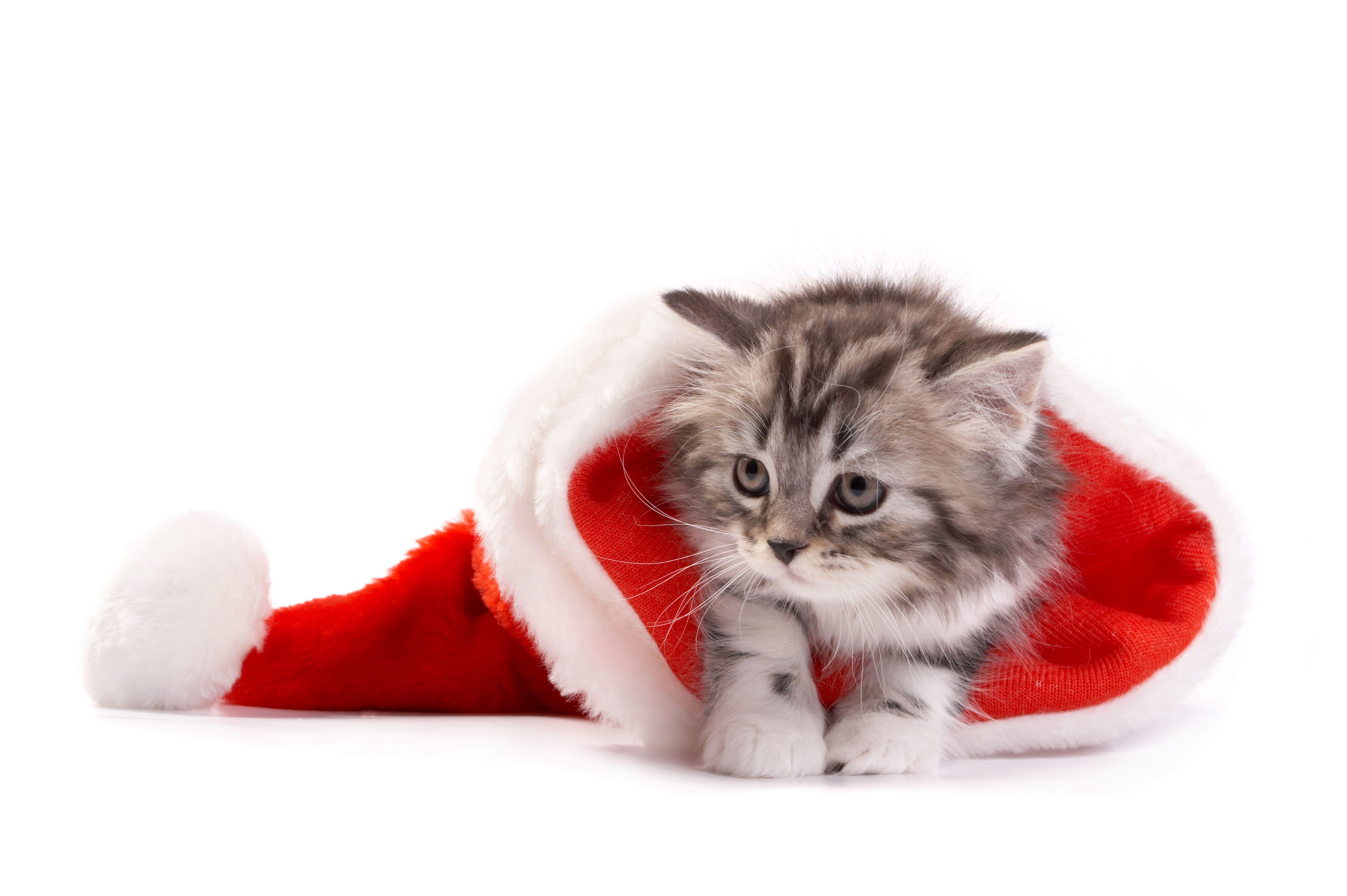 7008x4664 Wallpaper Santa hat, Cute kitten, HD, 5K, Celebrations / Christmas,. Wallpaper for iPhone, Android, Mobile and Desktop
