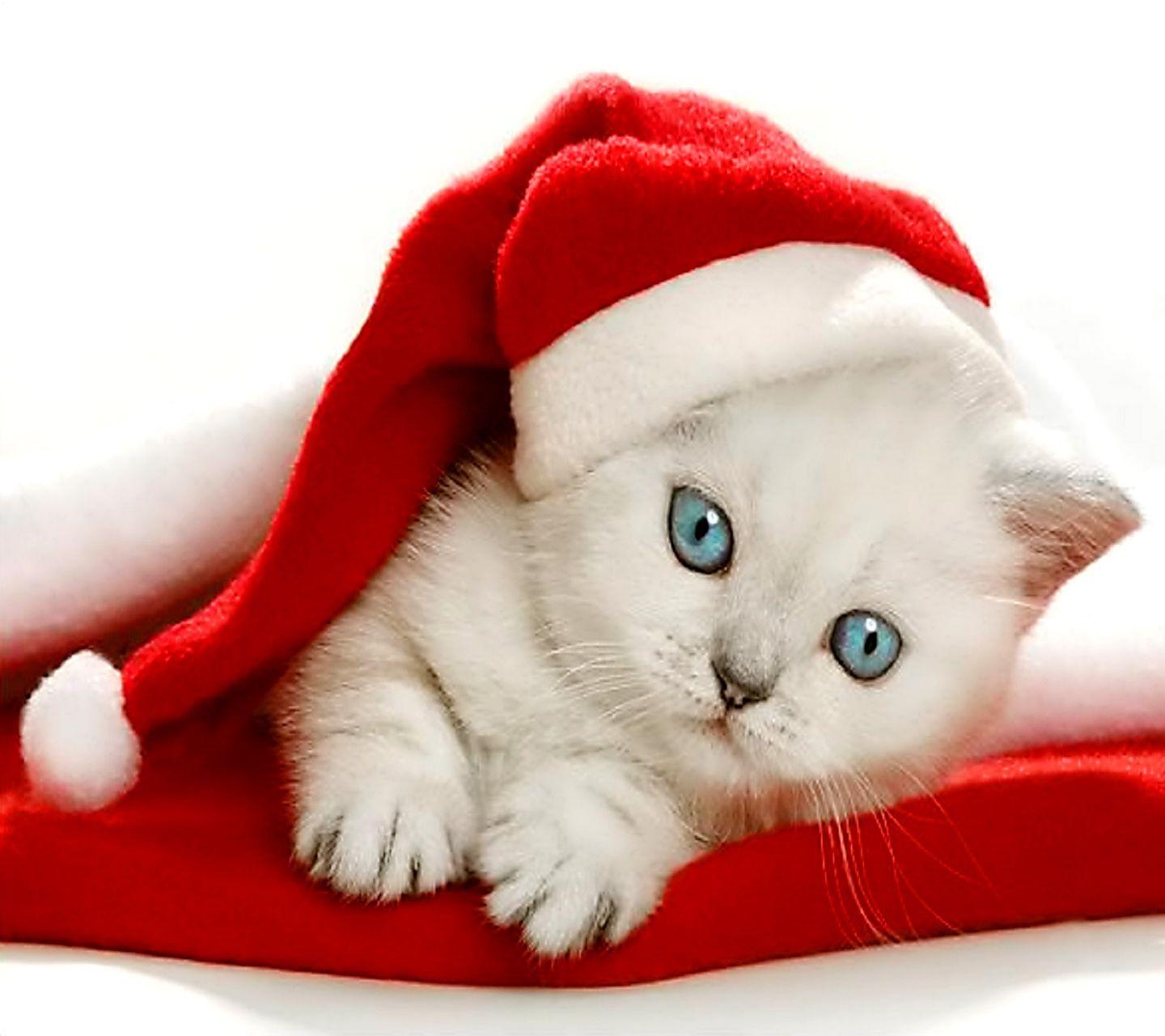 1440x1280 Free download Christmas Kitten Wallpaper9 [1440x1280] for your Desktop, Mobile & Tablet. Explore Christmas Kitten Wallpaper. Christmas Cat Wallpaper, Cat Picture for Wallpaper, Kitten Wallpaper Free Download