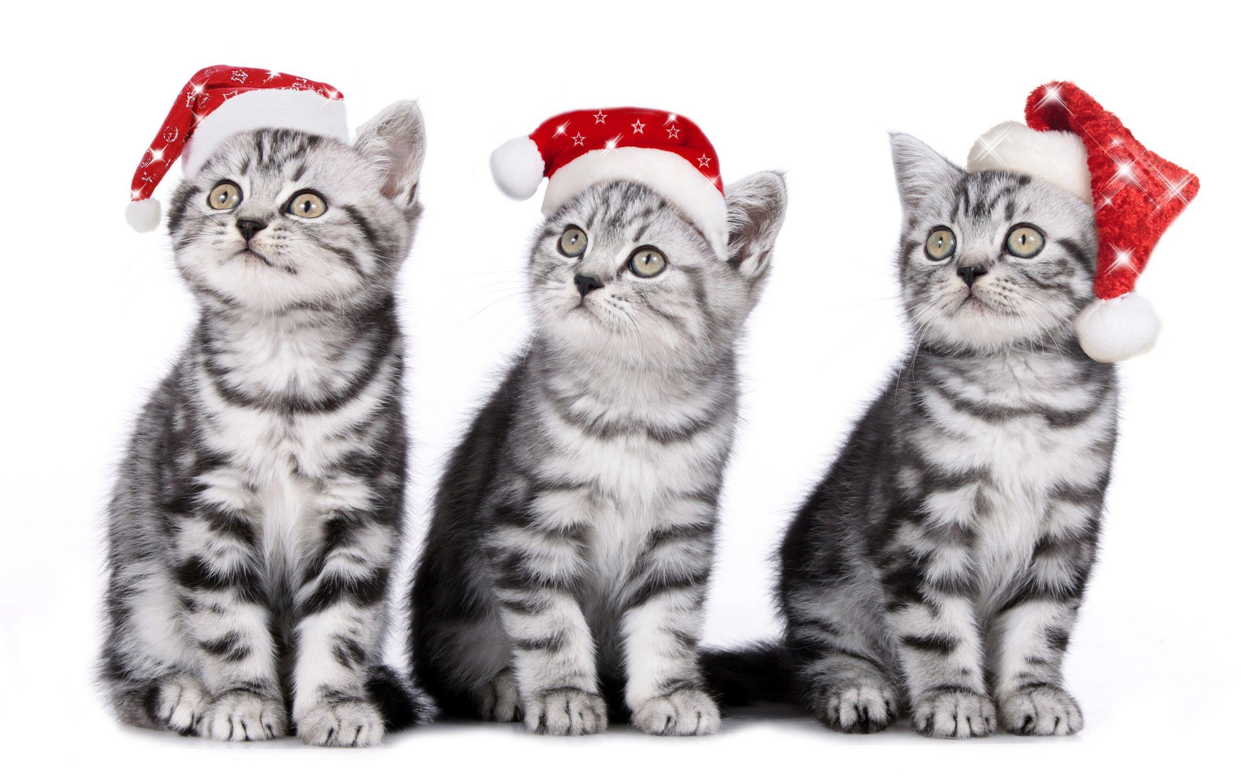 2560x1600 Wallpaper Three cats, kittens, Christmas hat 2560x1600 HD Picture, Image