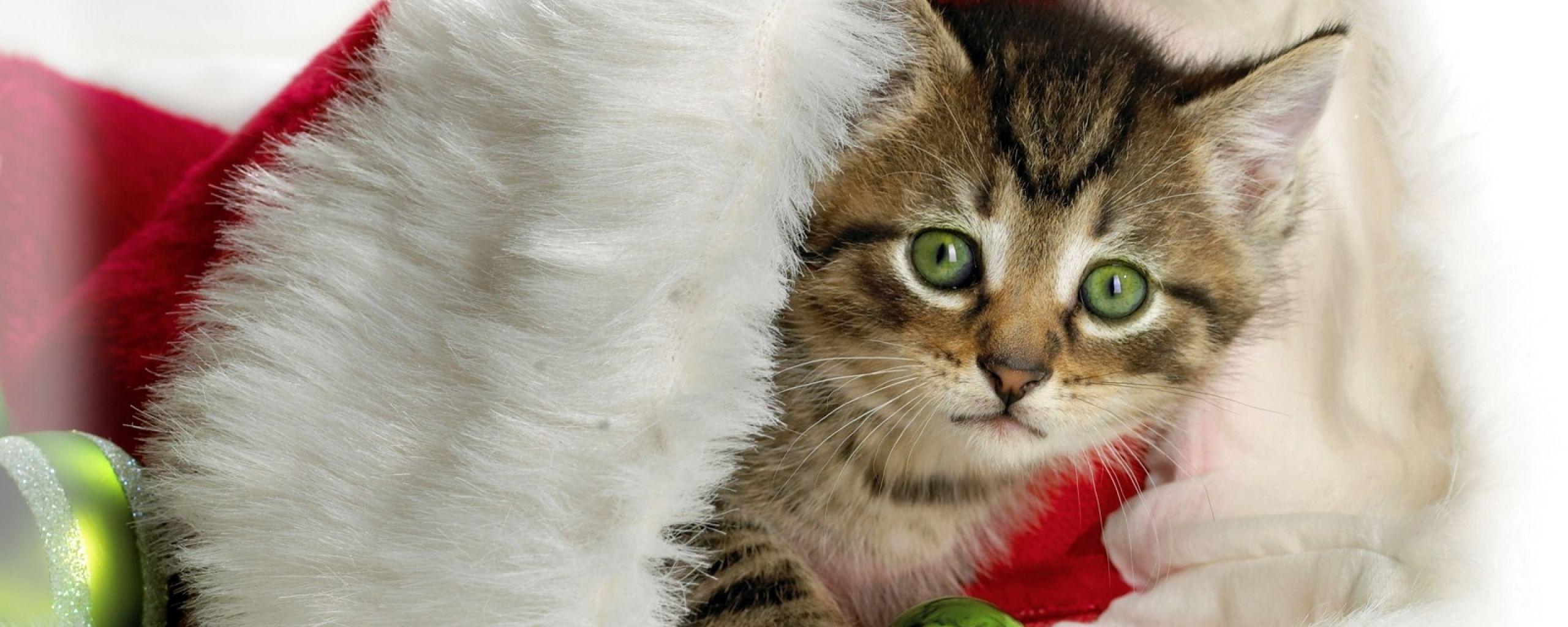 2560x1024 new year, christmas, kitten 2560x1024 Resolution Wallpaper, HD Holidays 4K Wallpaper, Image, Photo and Background