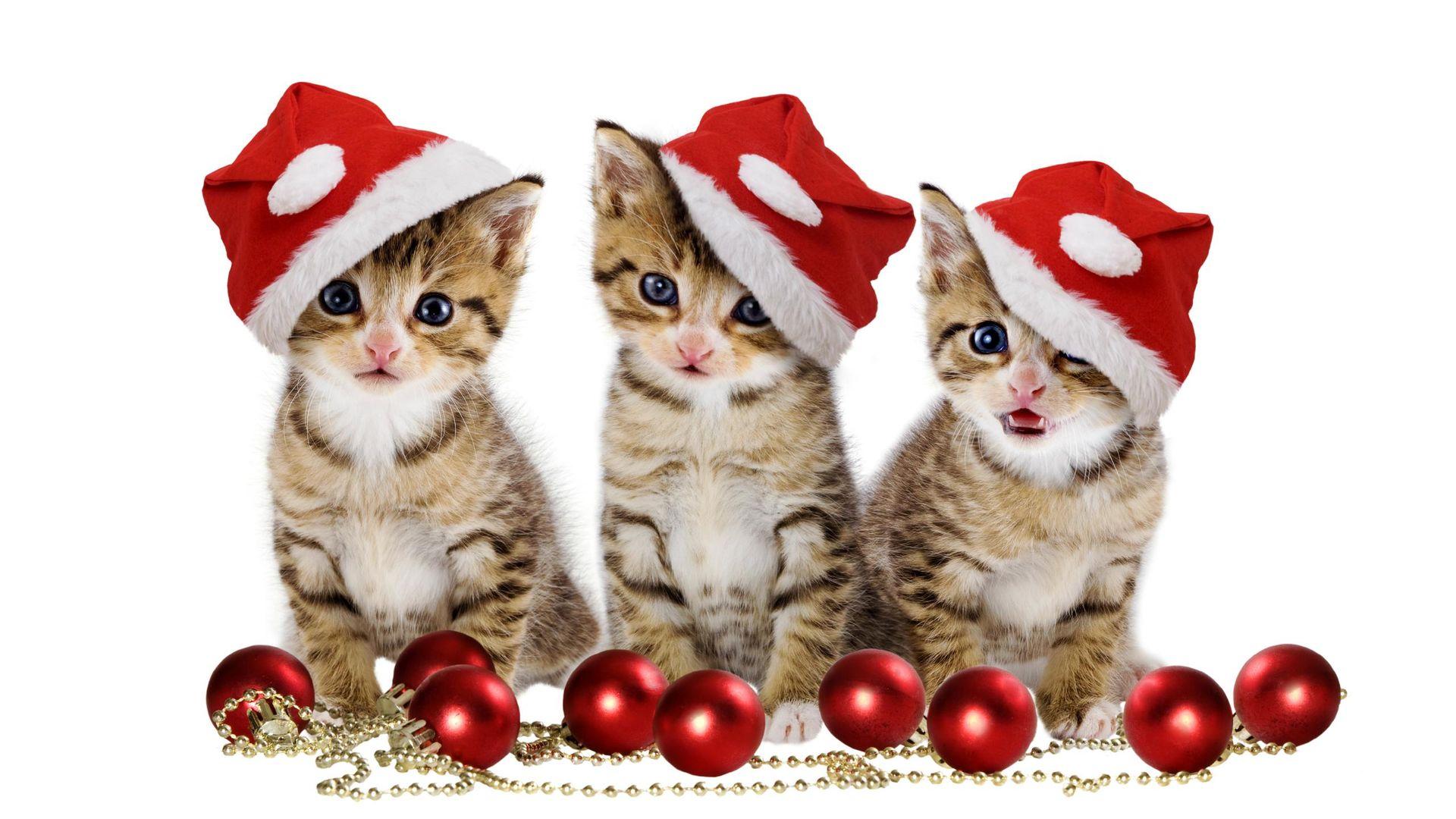1920x1080 Christmas Kittens with Santa Hat Wallpaper