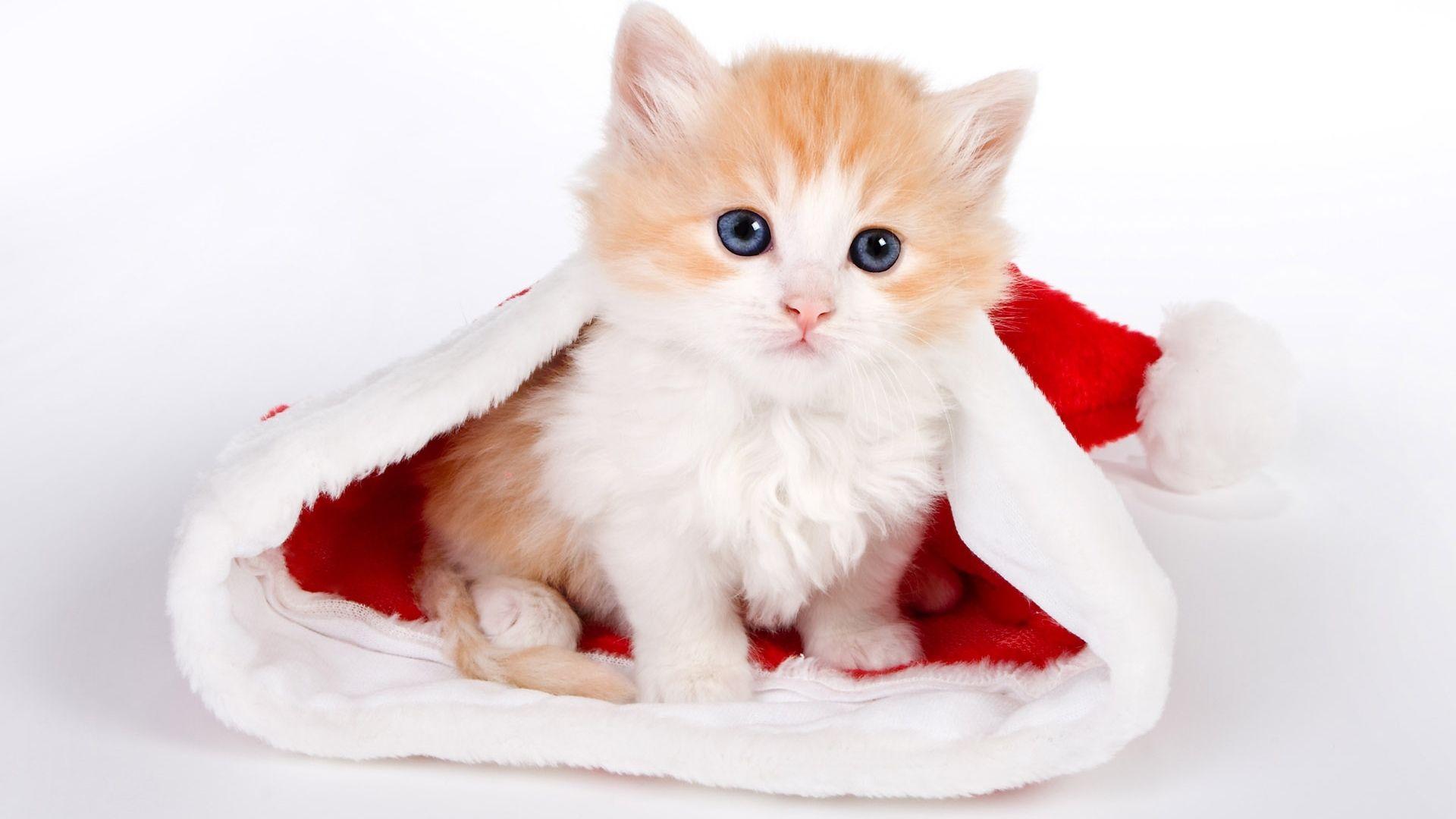 1920x1080 Christmas kitty wallpaperx1080
