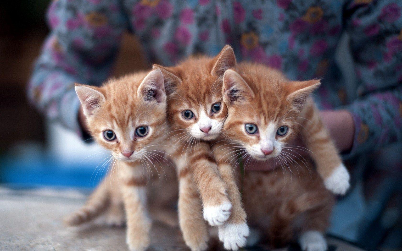 1680x1050 christmas kitten wallpaper Desktop Wallpaperk HD