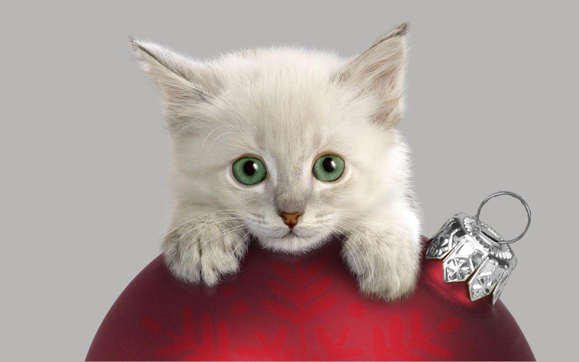 1920x1200 Christmas Kitten Widescreen Wallpaper HD :
