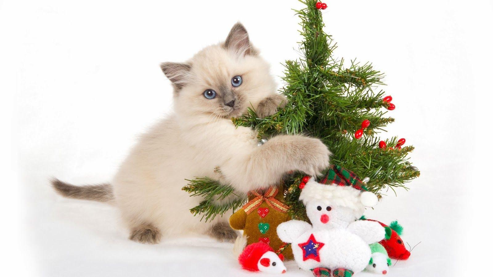 1600x900 HD Wallpaper Blog Bring for beauty of your desktop Cute Cats Christmas HD Wallpaper, so download these and m. Christmas cats, Christmas animals, Christmas kitten