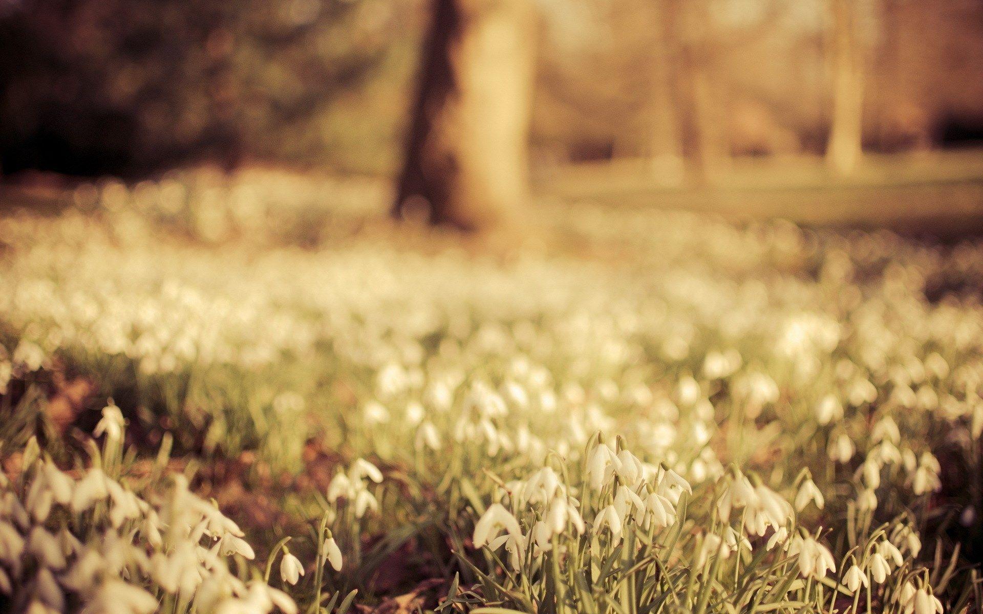 1920x1200 Stunning Spring Wallpaper