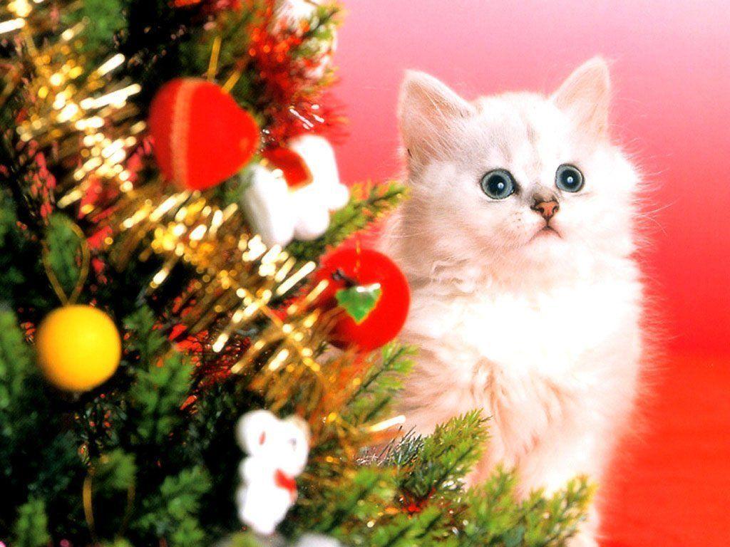 1024x768 Christmas kittens wallpaper