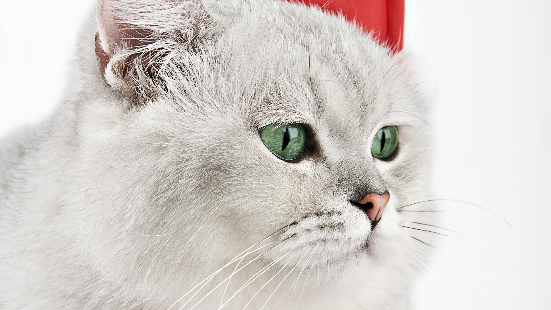 1920x1080 Christmas Kitten HD desktop wallpaper : Widescreen : High Definition