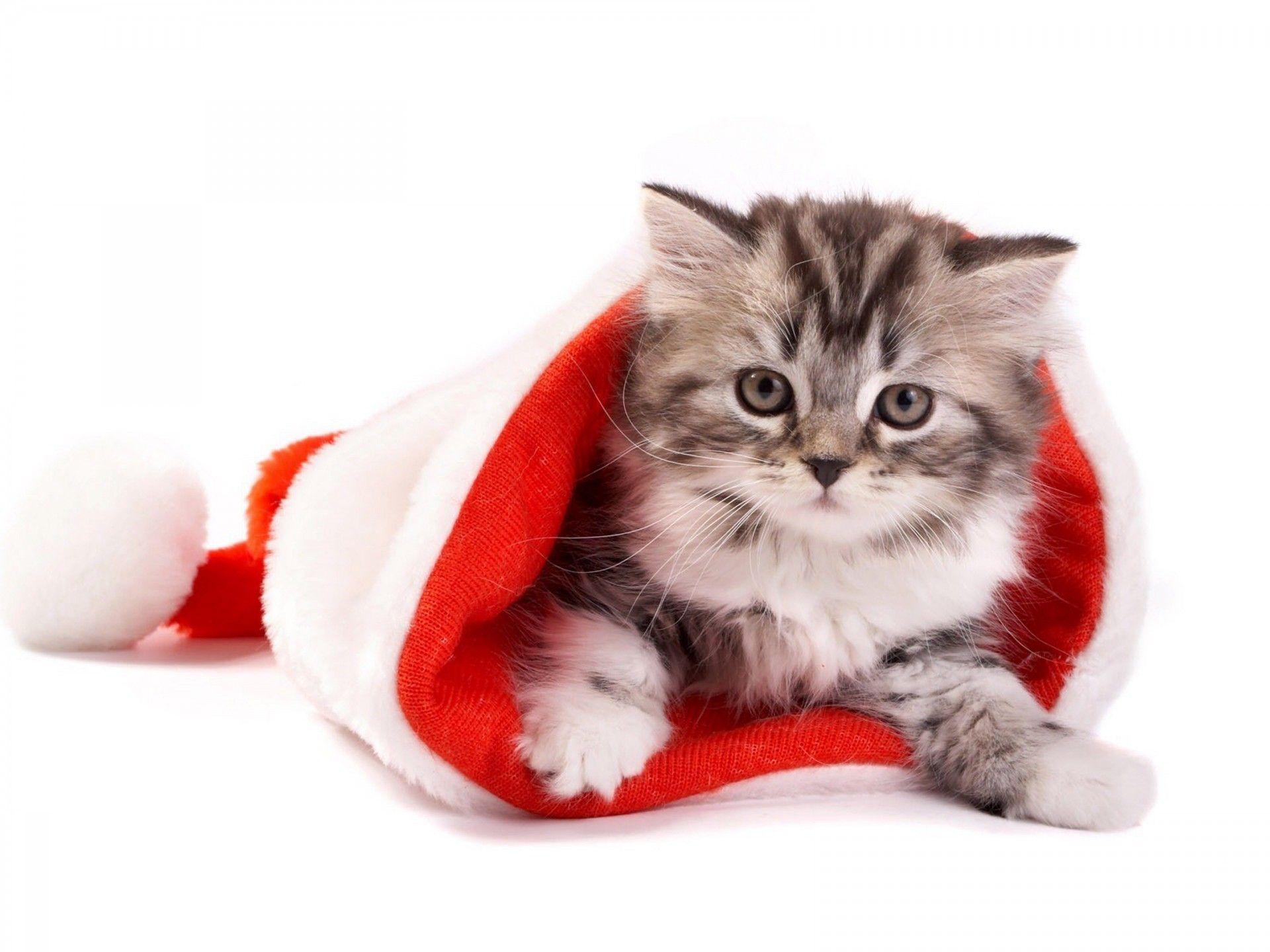 Christmas Kitten HD Wallpapers - Top Free Christmas Kitten HD ...