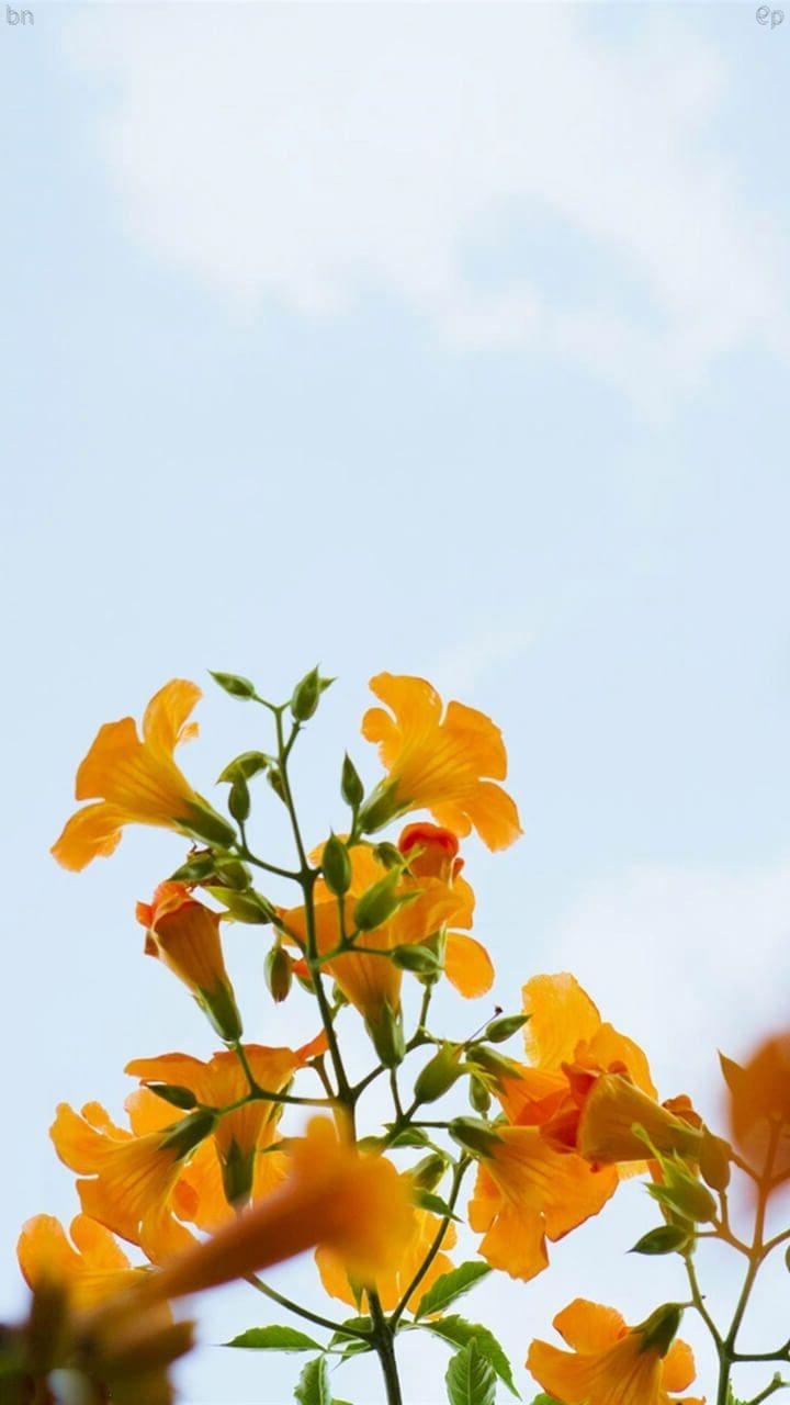 720x1280 blake spring wallpaper nature s11 note 12 720x1280 3330000004