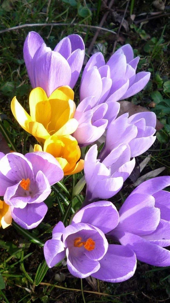 720x1280 systemic spring wallpaper nature s11 note 102 720x1280 3330000004