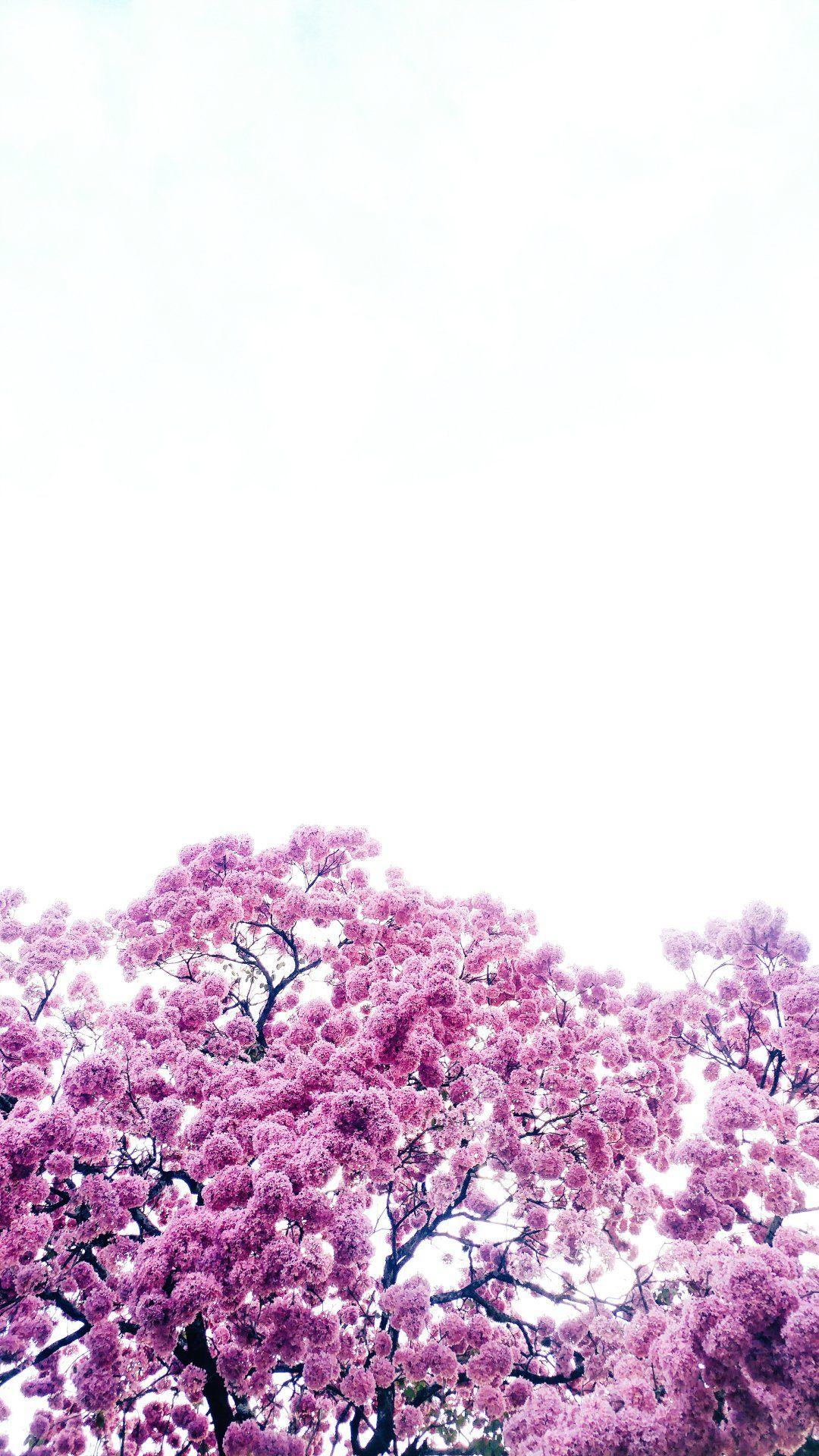 1080x1920 Phone Wallpaper Pretty