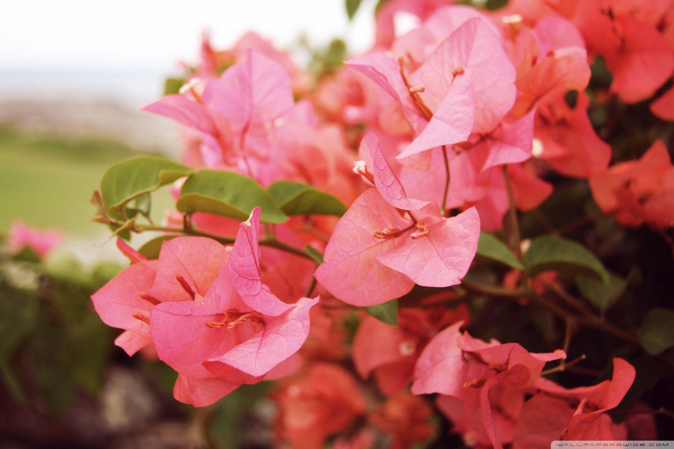 2160x1440 Bougainvilleas In Kapalua Ultra HD Desktop Background Wallpaper for 4K UHD TV : Widescreen & UltraWide Desktop & Laptop : Tablet