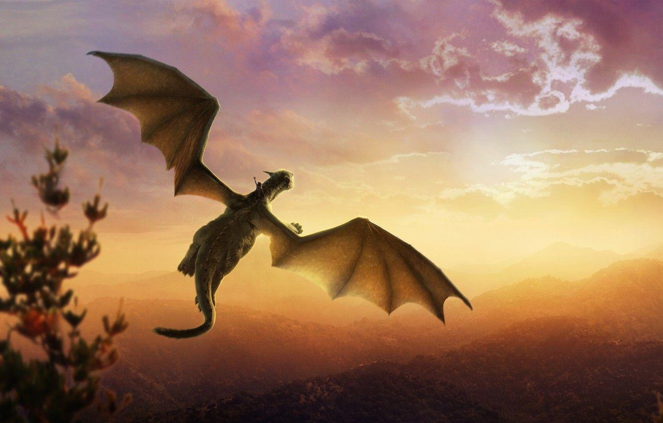 Peaceful Dragon Wallpapers Top Free Peaceful Dragon Backgrounds